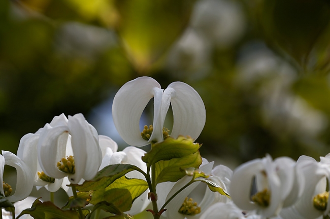 Jardin des Impressionnistes-MAI14-061